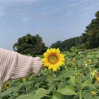 四眼小魔拇指玩客户端下载